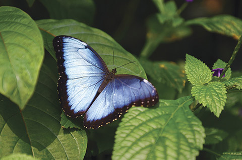 Butterfly Conservatory